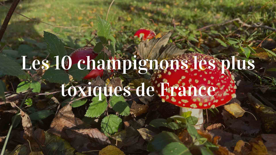 10 champignons les plus toxiques de France