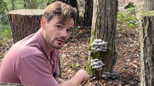 Cultiver des Champignons Médicinaux