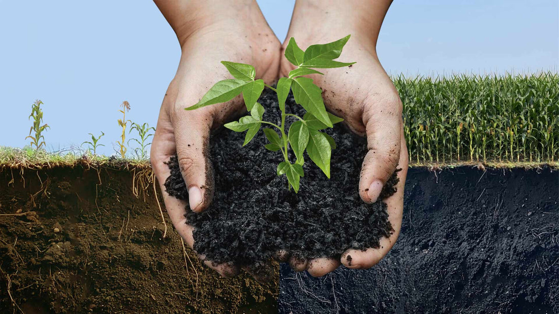 La Terra Preta, un Héritage pour une Agriculture Durable