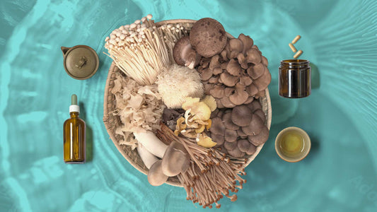 Top 5 des Champignons Médicinaux